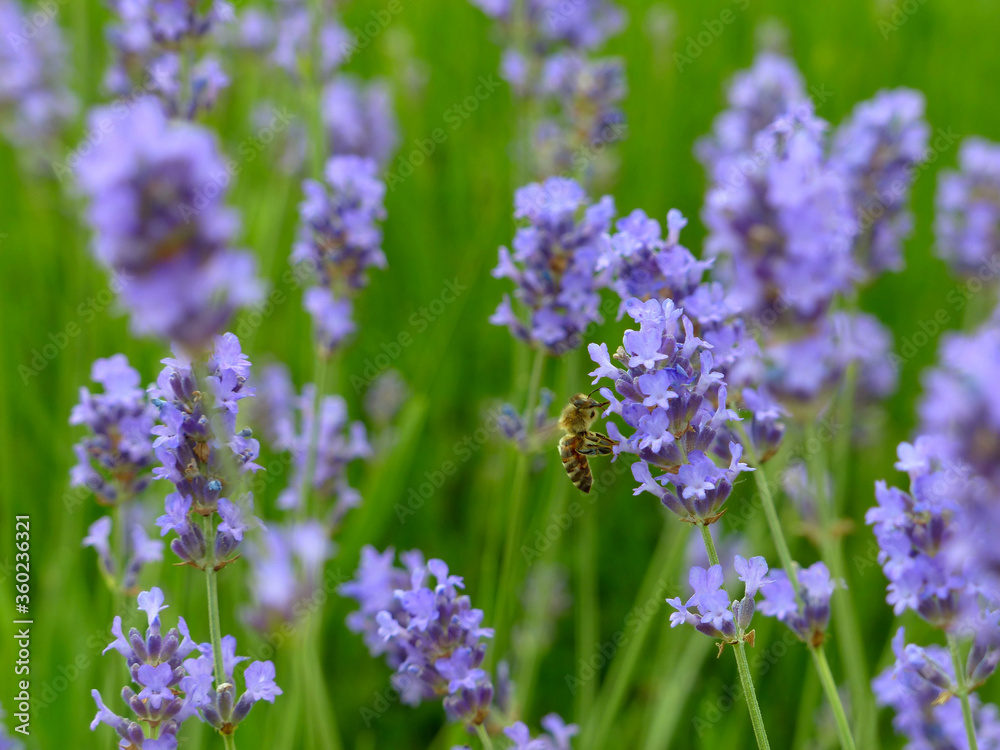 Poster lavender flowers in the field with a bee