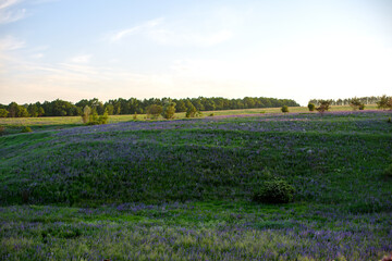 Lupin field