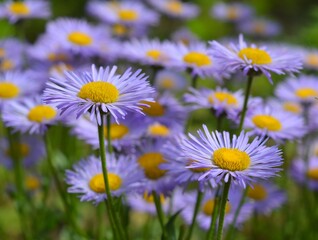Purple flowers in the garden,Daisy flowers.