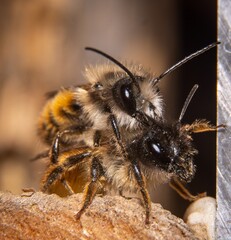 Bienen Paarung