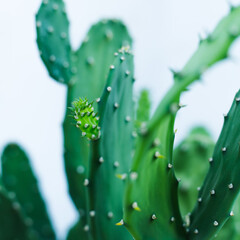 Cactus