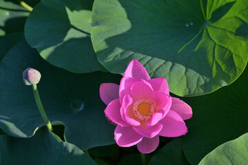 千葉公園の大賀ハス