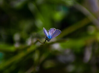 TINY BUTTERFLY ON A DRY STEM
