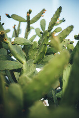Cactus