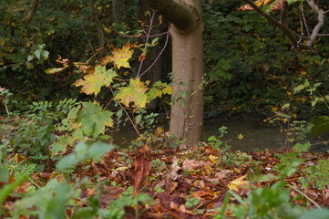autumn leaves in the park