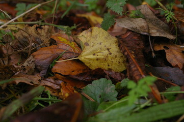 Autumn leaves 