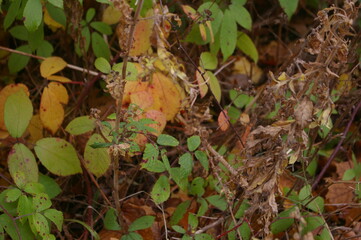 Autumn forest 