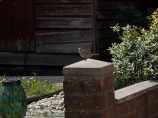Sparrow on the wall 
