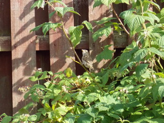 Naklejka na ściany i meble Sparrow in the raspberry bush 