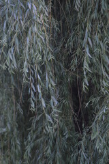 willow branches texture