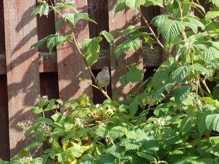 Naklejka na ściany i meble Sparrow on the Raspberry bush 