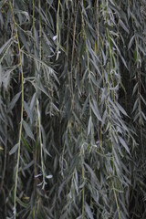 Obraz premium willow branches texture