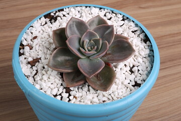 Suculents 