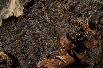 bark tree natural texture old tree close up