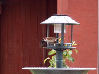 Sparrow on the feeder 