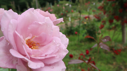 ピンクのバラ (水滴）