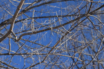The winter expressive branches of the trees in Sapporo Japan