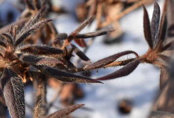 The winter warm coat wrapped up on the plants in Sapporo Japan