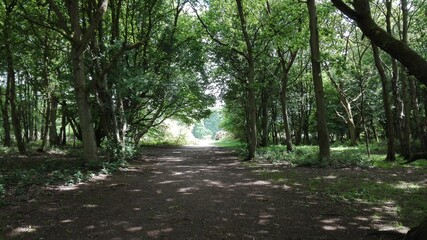 Path through the forest 