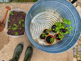 Getting ready to plant a victory garden Grappoli d'Inverno tomato plants and sirius blue sage...