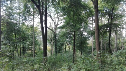 trees in the forest