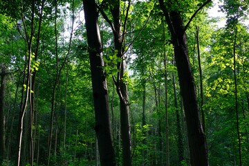 Trees in the nice late afternoon light