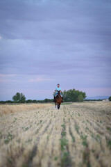 Horseback rider walking viewed from the front in the field on a straw stubble. Horse riding.