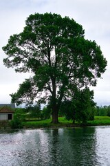 Fototapeta premium Old tree near the river