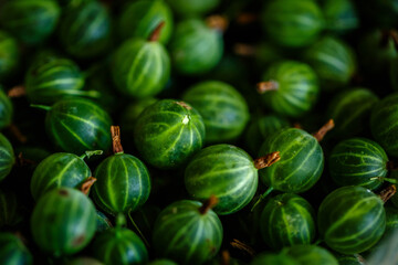 Freshly picked harvest of green gooseberries