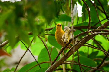 Granito de Oro - Saffron Finch