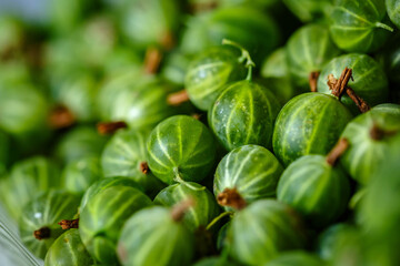 Freshly picked harvest of green gooseberries