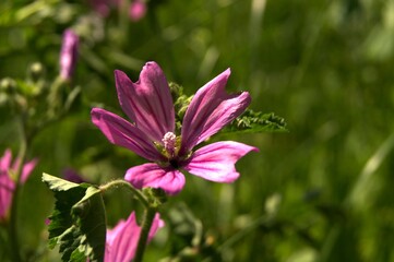 Fototapeta premium A beautiful, purple flower in the summer sun