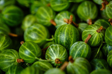 Freshly picked harvest of green gooseberries