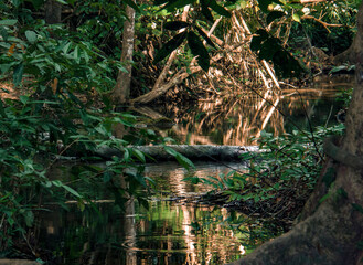 Fototapeta na wymiar Clean river in the mangroves