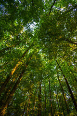 Fototapeta premium Paysage vertical de la cime des arbres, plafond vert de la forêt en contre-plongée, Bois de Meudon, Clamart, France