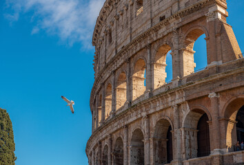 Mewa latająca wokół Coloseum - obrazy, fototapety, plakaty