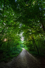 Chemin forestier dans le bois de Meudon, Clamart, France. 