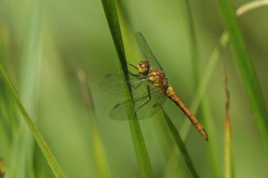 A newly emerged Ruddy Darter Dragonfly, Sympetrum sanguineum, perching on a reed at the edge of a pond.
