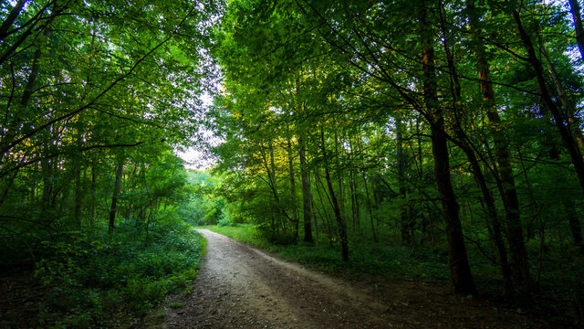Chemin forestier dans le bois de Meudon, Clamart, France. 