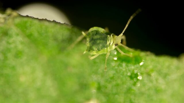 Aphid under a microscope, an insect living on leaves of trees and shrubs, feeds on plant sap, many are dangerous pests of cultivated plants