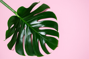 Big green monstera leaf on pink background from above. Top view, flat lay with copy space. Tropical summer minimal concept