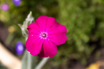 A beautiful summer flower of bright color called Lychnis crown.