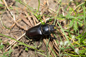 A black big bug creeps along the grass. This is a female beetle lucanus servus.