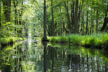 Fototapeta na wymiar Water canal in the biosphere reserve Spree forest (Spreewald) in the state of Brandenburg, Germany