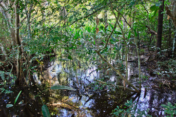 Amazon Basin, Peru, South America