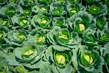 Landscape image of a freshly growing cabbage in the garden at daytime.