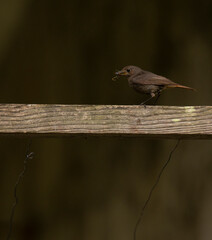 Phoenicurus ochruros 