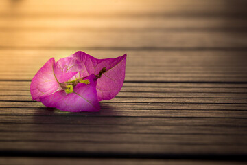 Bougainvillier sur bois