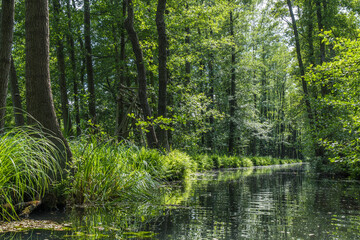 Fototapeta na wymiar One of the numerous water canals in biosphere reserve Spree forest (Spreewald) in Germany