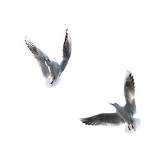 Flying seagull with white background.
